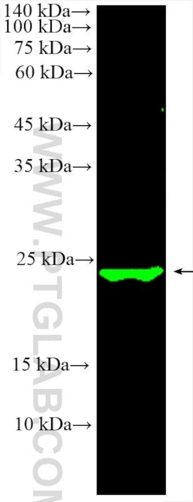 SNAP25 Antibody in Western Blot (WB)