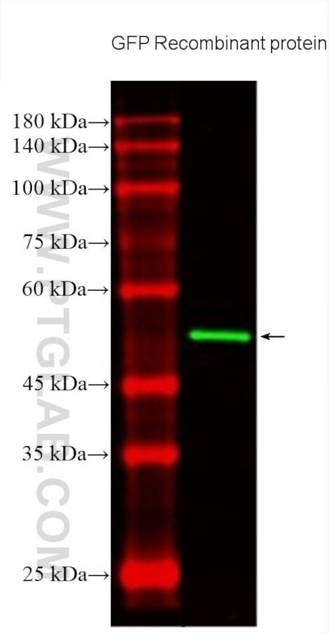 GFP tag Antibody in Western Blot (WB)