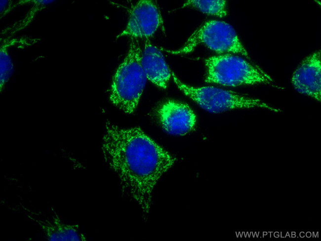 LONP1 Antibody in Immunocytochemistry (ICC/IF)