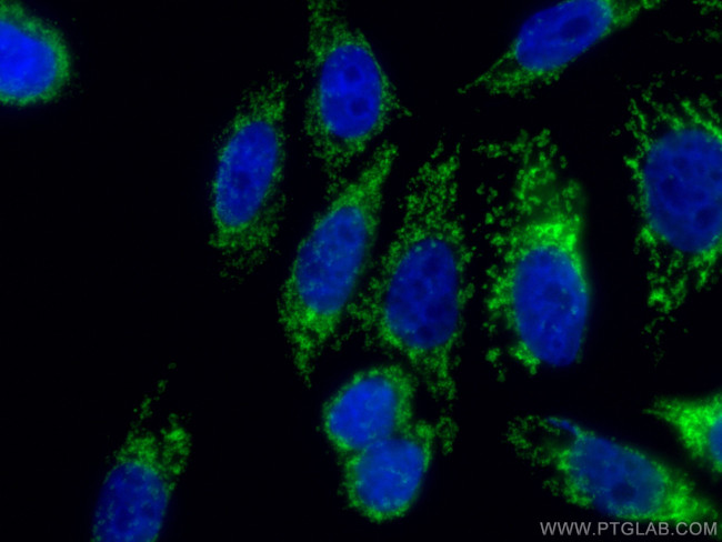 TOM20 Antibody in Immunocytochemistry (ICC/IF)