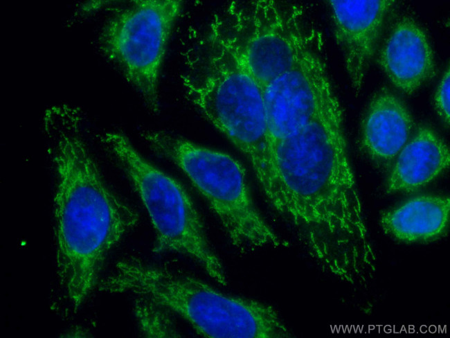 LACTB Antibody in Immunocytochemistry (ICC/IF)