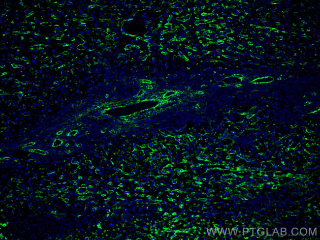 AOC3 Antibody in Immunohistochemistry (Paraffin) (IHC (P))