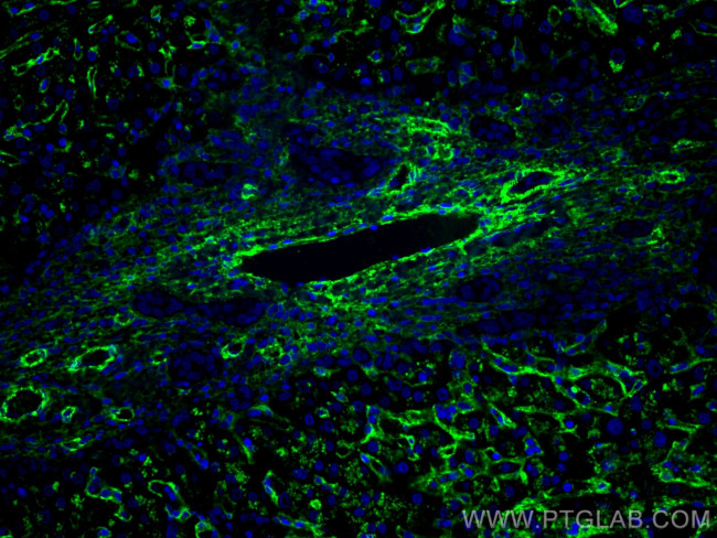 AOC3 Antibody in Immunohistochemistry (Paraffin) (IHC (P))