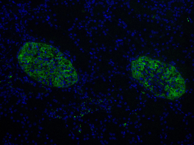 PTPRO Antibody in Immunohistochemistry (Paraffin) (IHC (P))