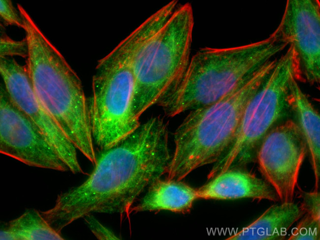 fetuin-B Antibody in Immunocytochemistry (ICC/IF)