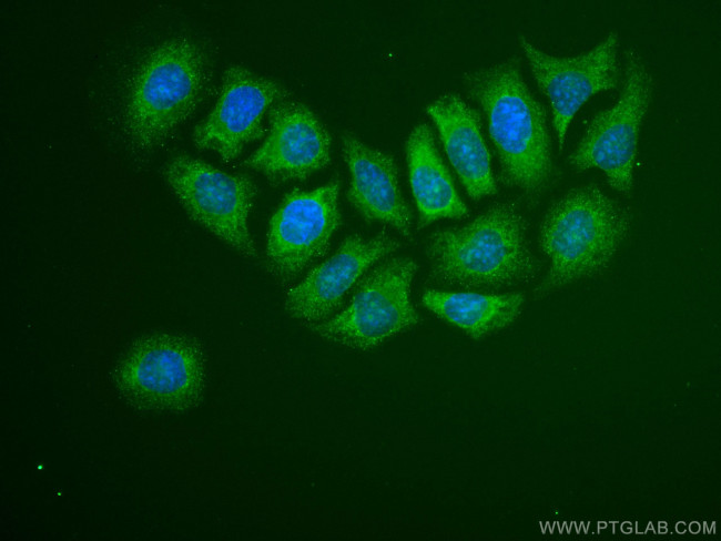 TRIM21 Antibody in Immunocytochemistry (ICC/IF)