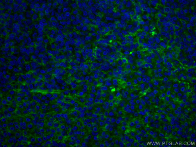 LAIR1 Antibody in Immunohistochemistry (Paraffin) (IHC (P))