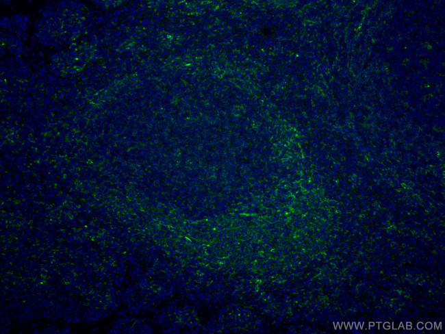 LAIR1 Antibody in Immunohistochemistry (Paraffin) (IHC (P))