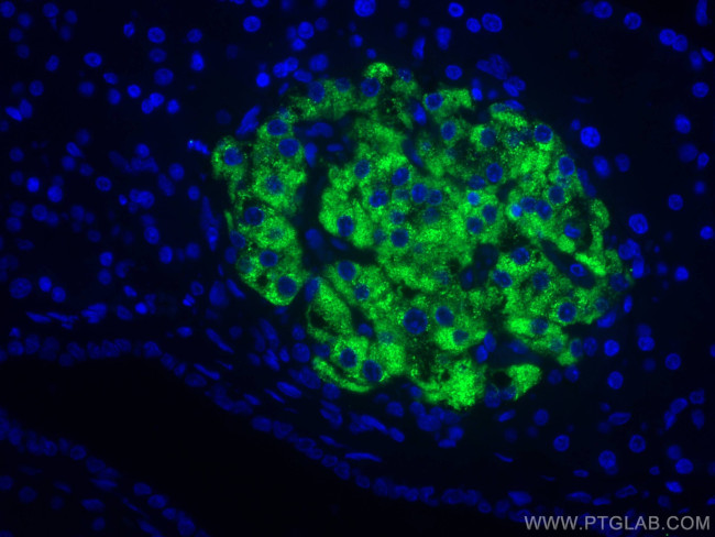 Ins1 Antibody in Immunohistochemistry (Paraffin) (IHC (P))