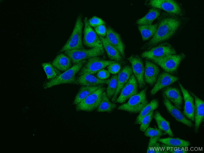 EEF2 Antibody in Immunocytochemistry (ICC/IF)