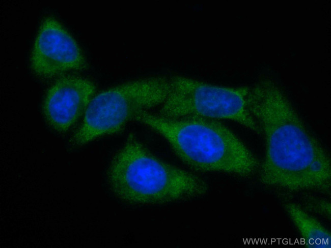 RPS14 Antibody in Immunocytochemistry (ICC/IF)