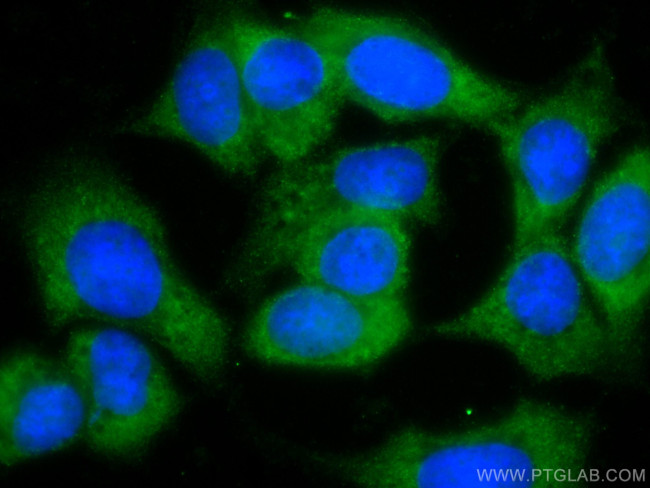 EIF1 Antibody in Immunocytochemistry (ICC/IF)