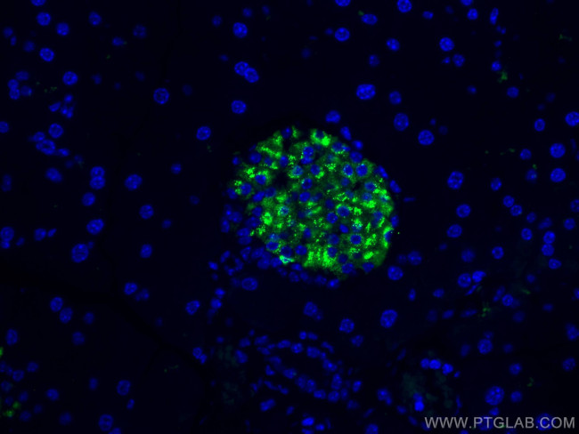 Ins1 Antibody in Immunohistochemistry (Paraffin) (IHC (P))