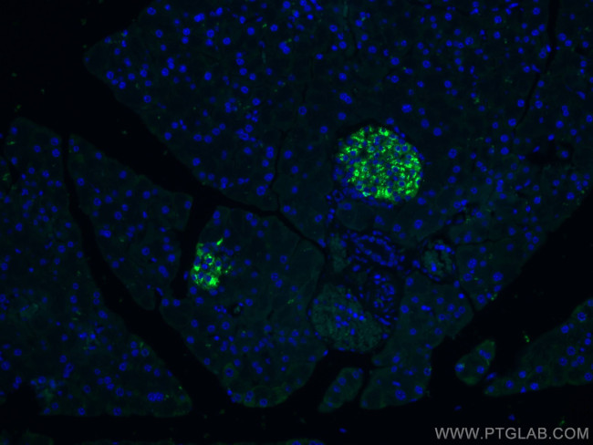 Ins1 Antibody in Immunohistochemistry (Paraffin) (IHC (P))