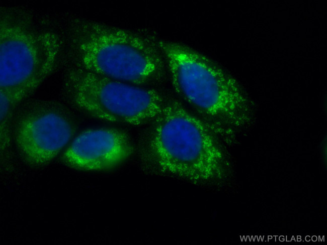 citrate synthase Antibody in Immunocytochemistry (ICC/IF)