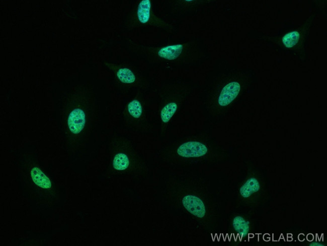 HNRNPA1 Antibody in Immunocytochemistry (ICC/IF)