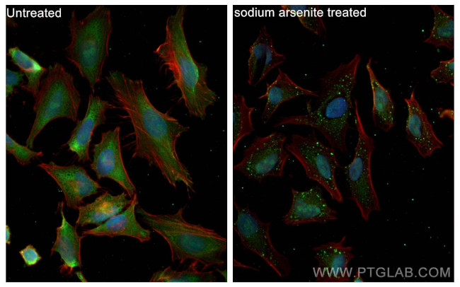 G3BP1 Antibody in Immunocytochemistry (ICC/IF)