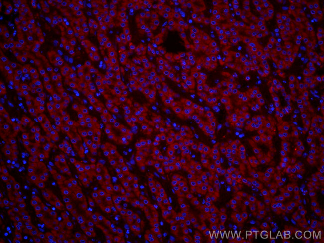 VDAC1/Porin Antibody in Immunohistochemistry (PFA fixed) (IHC (PFA))