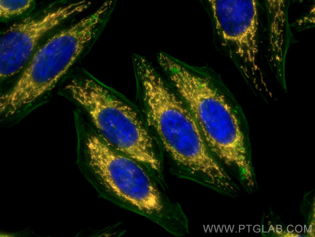 ATP5A1 Antibody in Immunocytochemistry (ICC/IF)