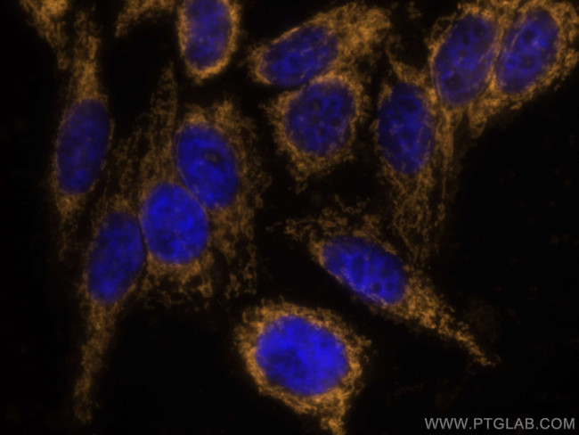 TOM20 Antibody in Immunocytochemistry (ICC/IF)