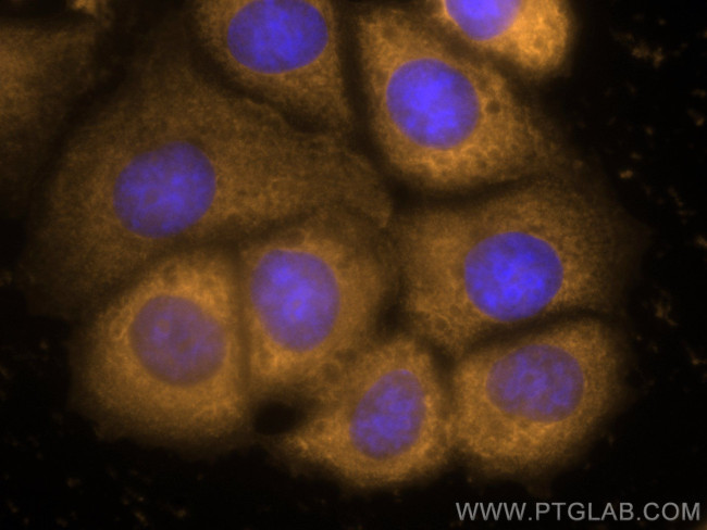 PTPN11 Antibody in Immunocytochemistry (ICC/IF)