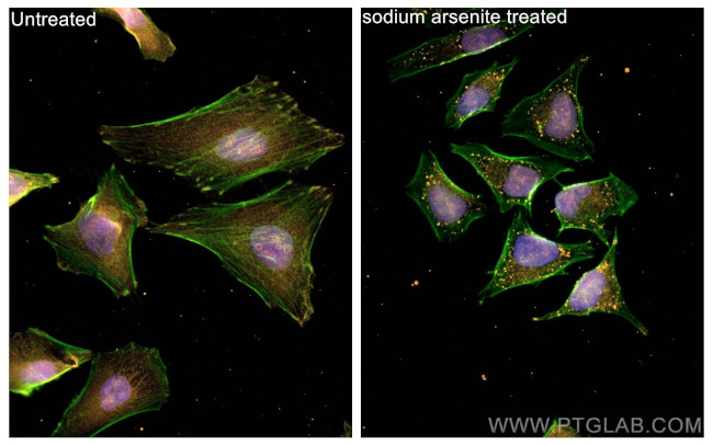 G3BP1 Antibody in Immunocytochemistry (ICC/IF)