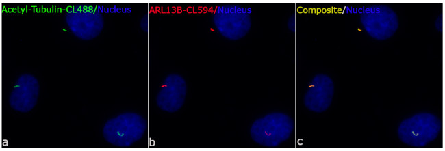 ARL13B Antibody in Immunocytochemistry (ICC/IF)