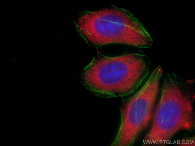 PKM2-specific Antibody in Immunocytochemistry (ICC/IF)