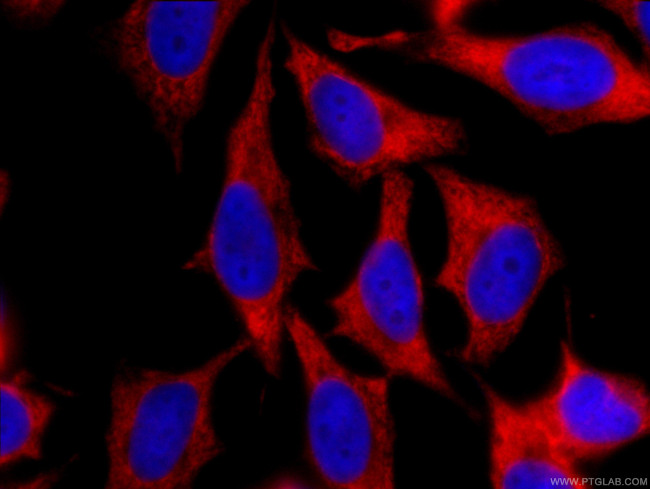 EEF1B2 Antibody in Immunocytochemistry (ICC/IF)