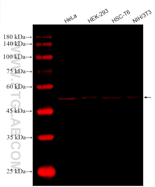 alpha Tubulin Antibody in Western Blot (WB)