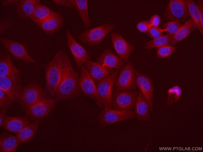 alpha Tubulin Antibody in Immunocytochemistry (ICC/IF)