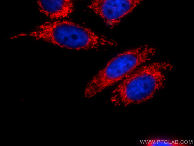 HSP60 Antibody in Immunocytochemistry (ICC/IF)