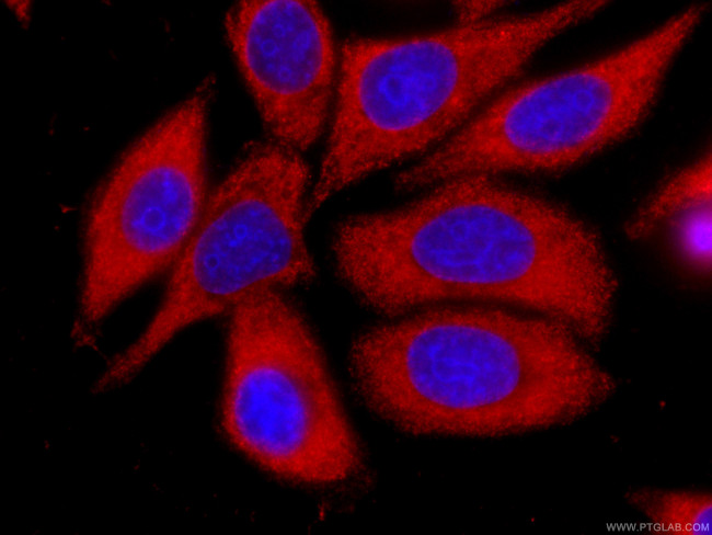 IA-2/PTPRN Antibody in Immunocytochemistry (ICC/IF)