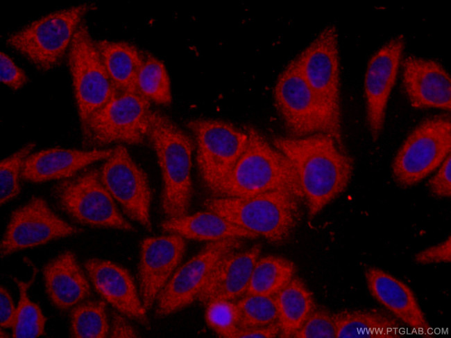 14-3-3 Antibody in Immunocytochemistry (ICC/IF)