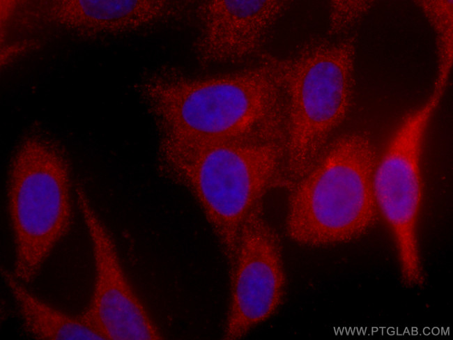 ORM1/2 Antibody in Immunocytochemistry (ICC/IF)