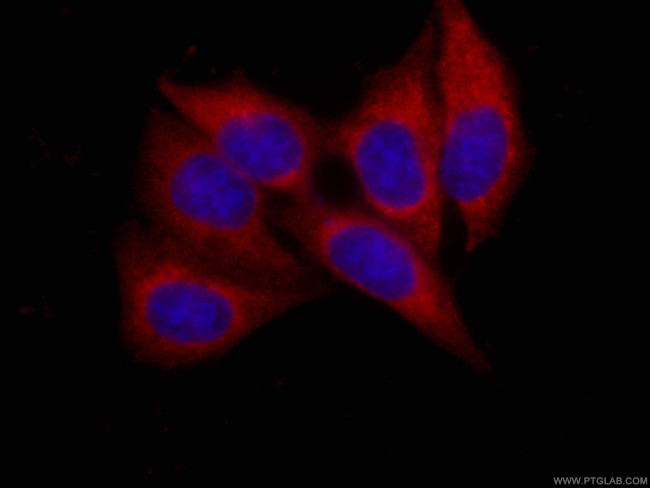 AK2 Antibody in Immunocytochemistry (ICC/IF)