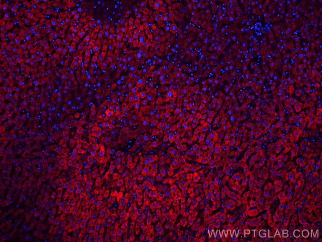 Complement factor B Antibody in Immunohistochemistry (PFA fixed) (IHC (PFA))