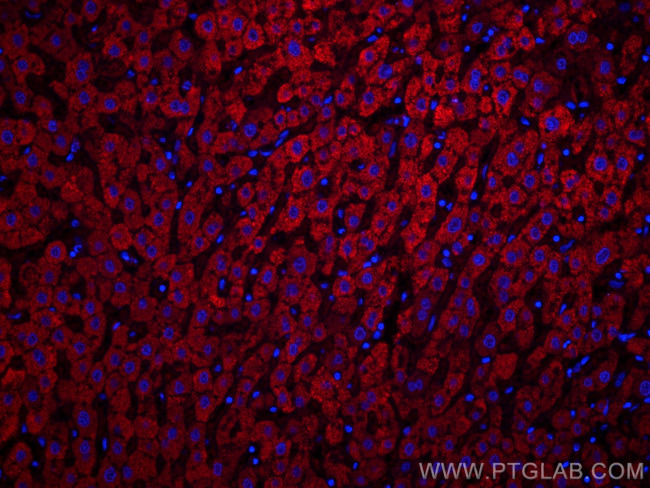 Complement factor B Antibody in Immunohistochemistry (PFA fixed) (IHC (PFA))