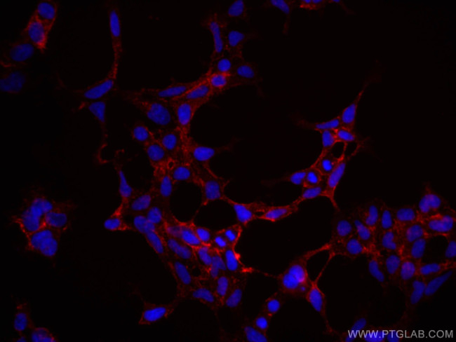 SERPINE2 Antibody in Immunocytochemistry (ICC/IF)