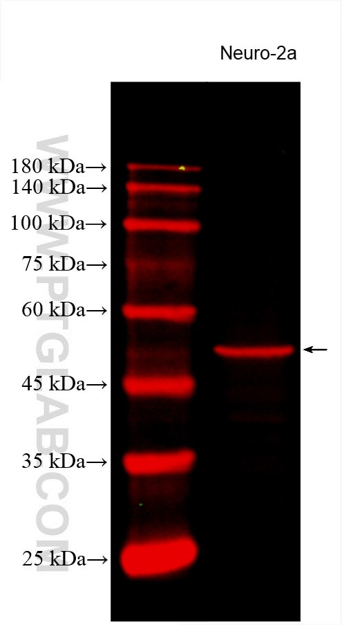 TUBB3-specific Antibody in Western Blot (WB)