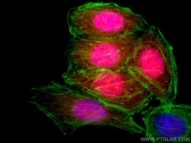 TXN Antibody in Immunocytochemistry (ICC/IF)