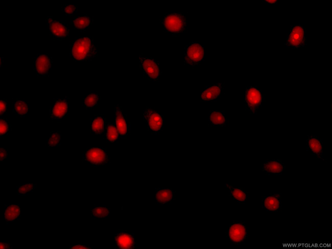 TXN Antibody in Immunocytochemistry (ICC/IF)