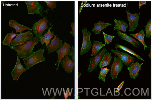 G3BP1 Antibody in Immunocytochemistry (ICC/IF)