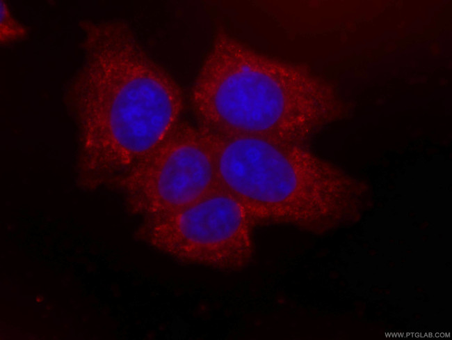 NRG1 Antibody in Immunocytochemistry (ICC/IF)