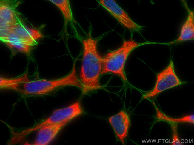 ARC Antibody in Immunocytochemistry (ICC/IF)