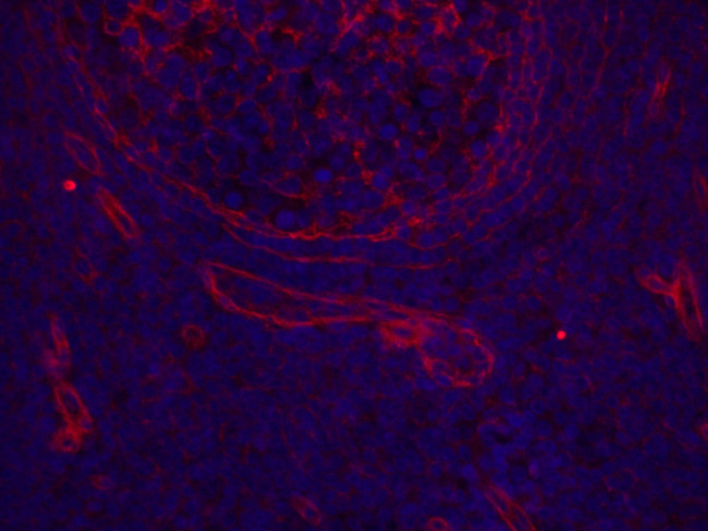 CD151 Antibody in Immunohistochemistry (PFA fixed) (IHC (PFA))