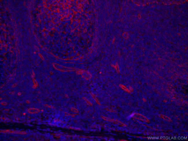 CD151 Antibody in Immunohistochemistry (PFA fixed) (IHC (PFA))