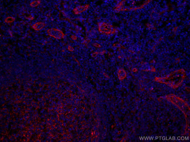 CD151 Antibody in Immunohistochemistry (PFA fixed) (IHC (PFA))