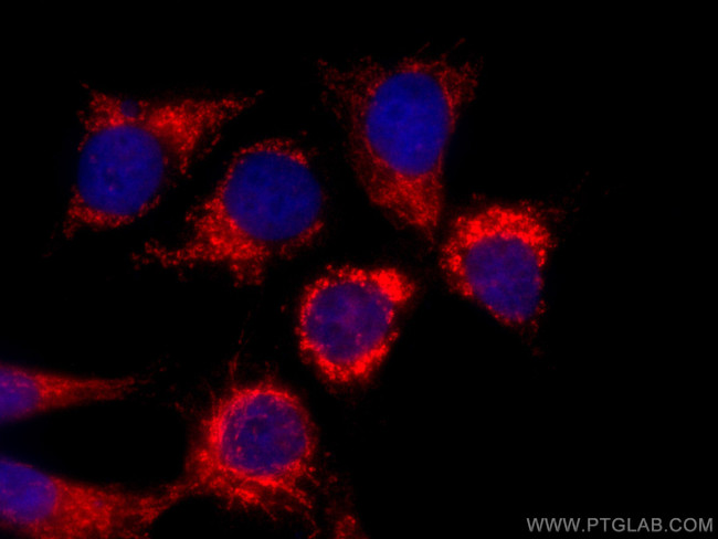 CHCHD5 Antibody in Immunocytochemistry (ICC/IF)