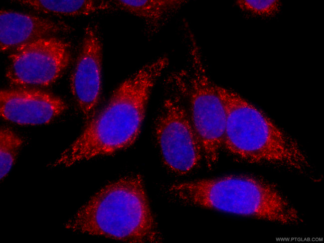 SDHA Antibody in Immunocytochemistry (ICC/IF)